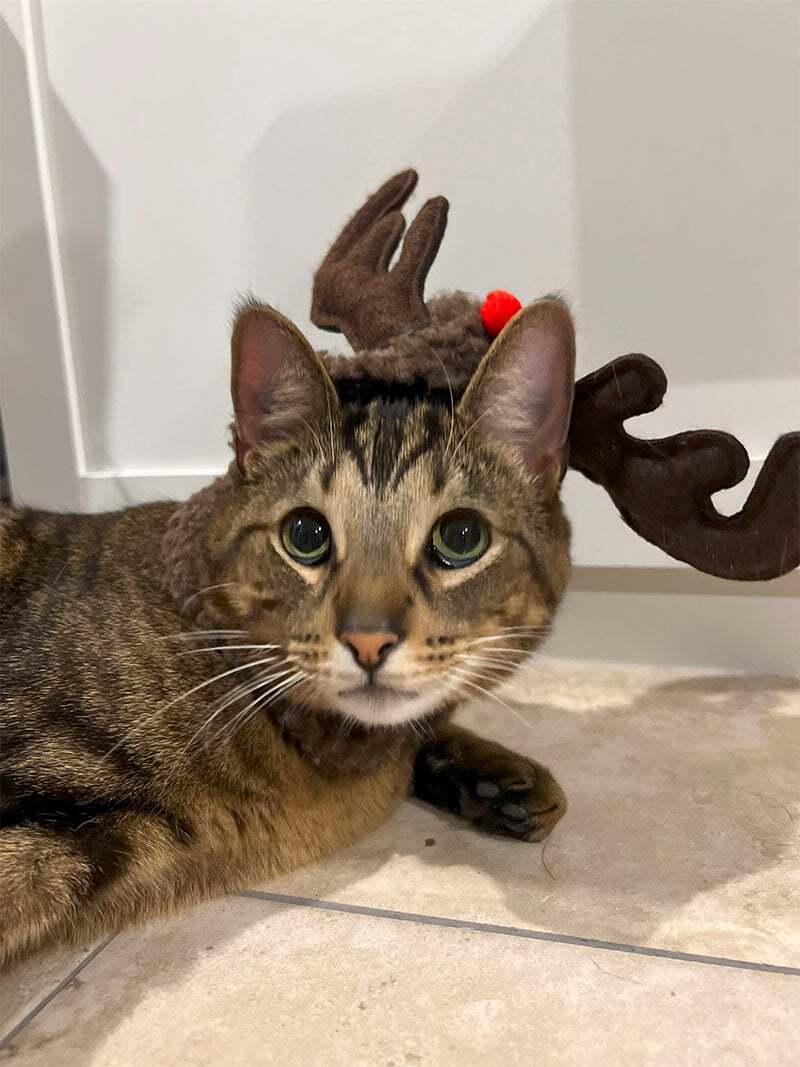 JustFurPets-Gallery_0000_IMG_5681