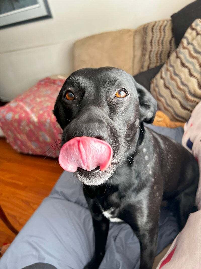 JustFurPets-Gallery_0001_IMG_6139