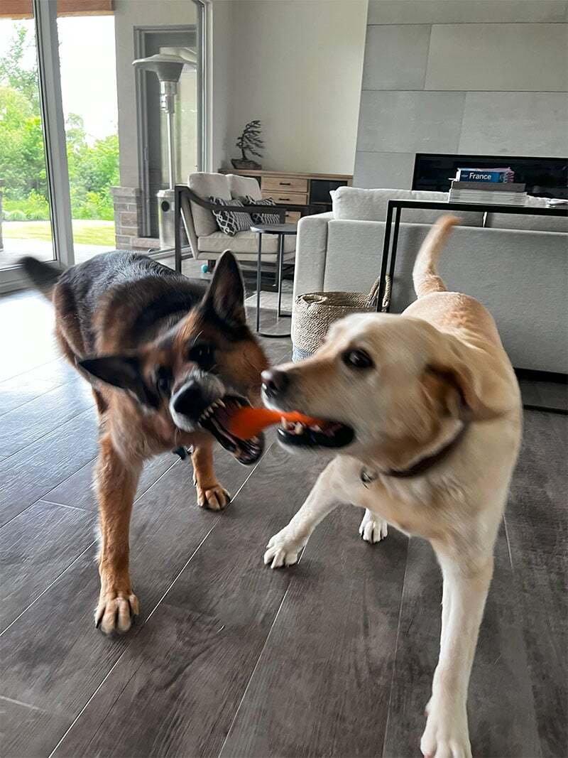 JustFurPets-Gallery_0002_IMG_9974