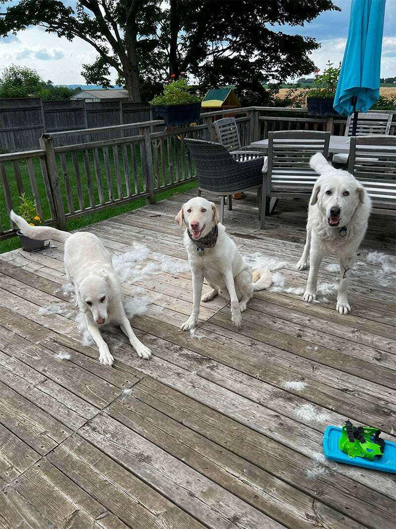 JustFurPets-Gallery_0003_IMG_1496