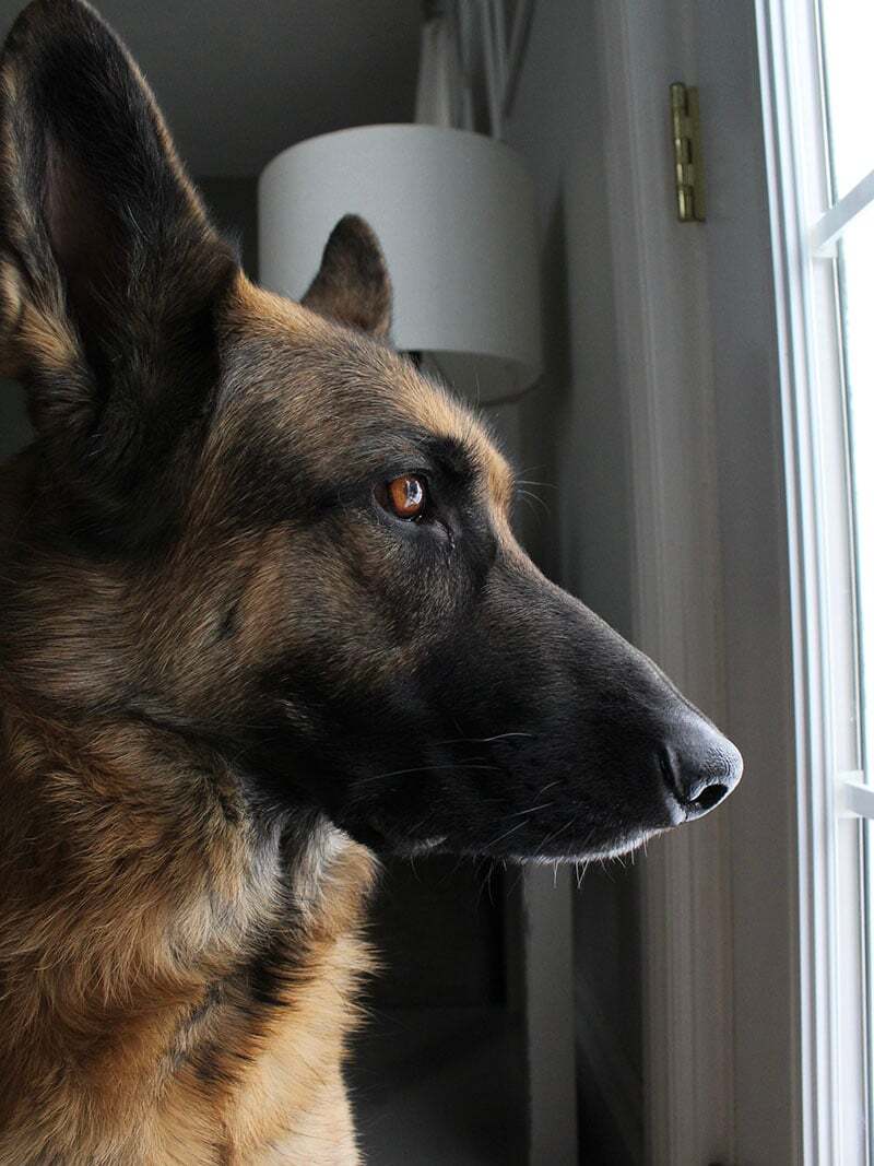 JustFurPets-Gallery_0004_IMG_1208