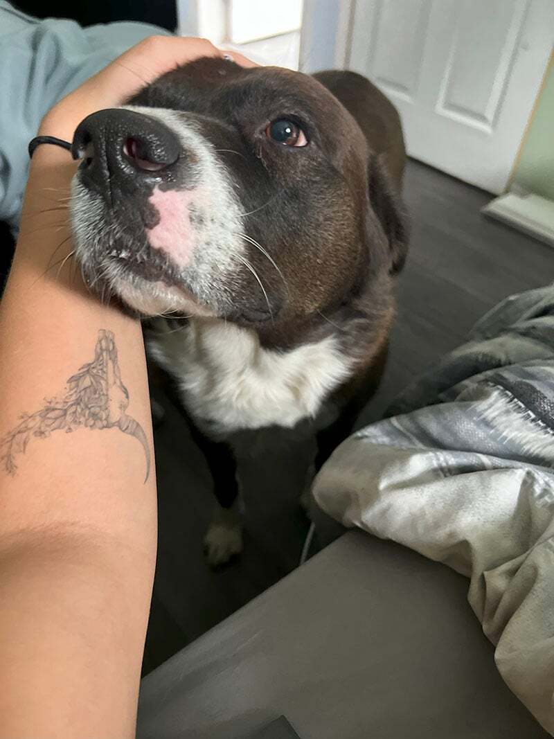 JustFurPets-Gallery_0005_Background