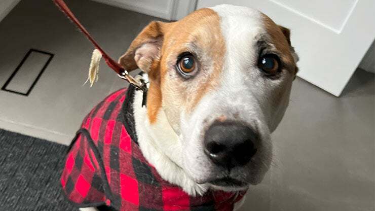 JustFurPets_0000_I do