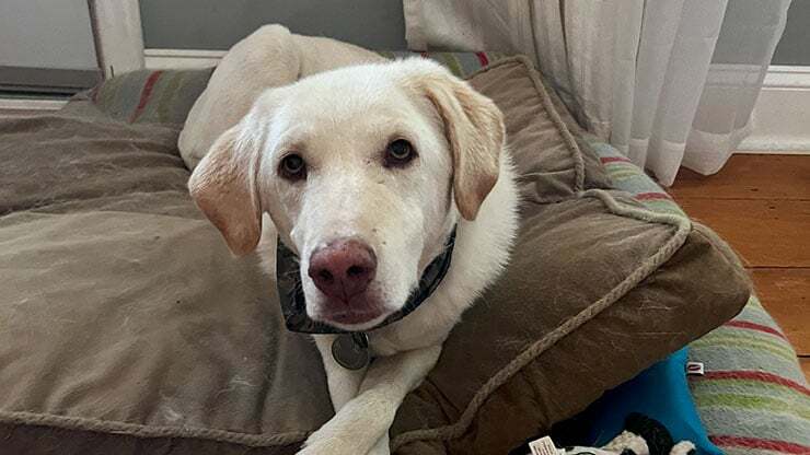 JustFurPets_0001_Pet sitting