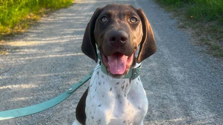 JustFurPets_0002_Dog Walking