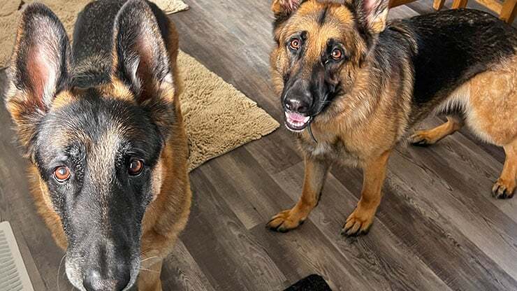 JustFurPets_0003_Drop in cisits