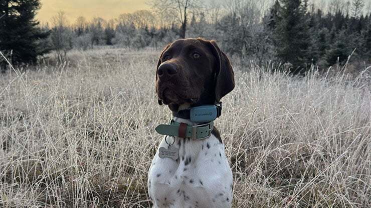 JustFurPets_0004_pet photography