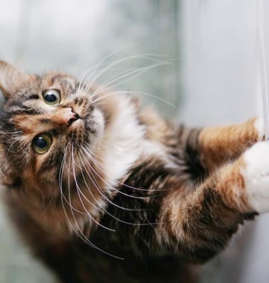 JFP-Process_0000_shutterstock_2123404100