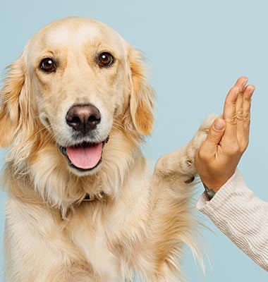 JFP-Process_0001_shutterstock_2409914839